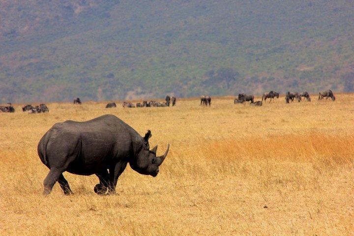 8 Days 7 Nights Tanzania Wildlife & Culture Lodge Safari