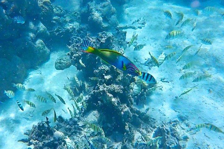 Half-Day Muri Lagoon BBQ Lunch Cruise including Snorkeling