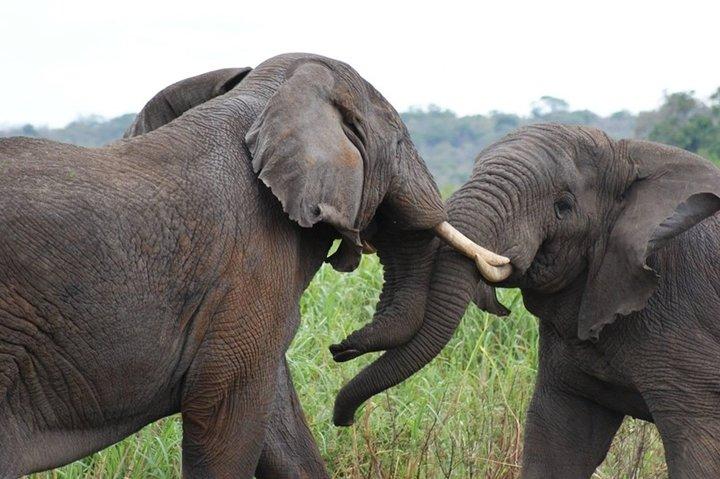 Day Trip Safari - Akagera National Park with Optional Lake Ihema Boat Safari