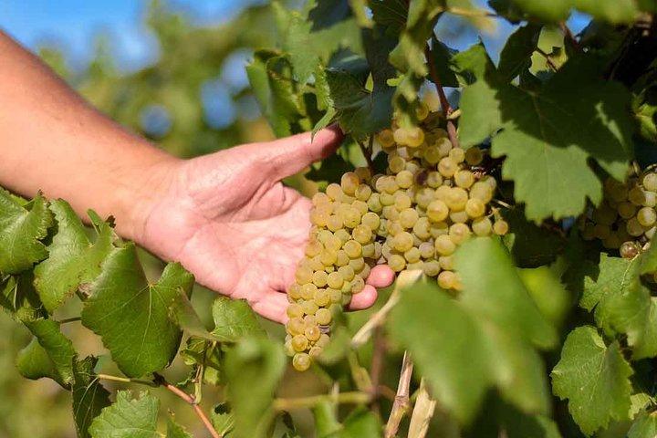 The Wine Route from San Juan