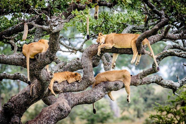 6-Day Serengeti Migration: Private Safari with Mid-range Luxury