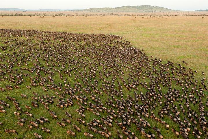 6-Day Serengeti Migration: Private Safari with Mid-range Luxury