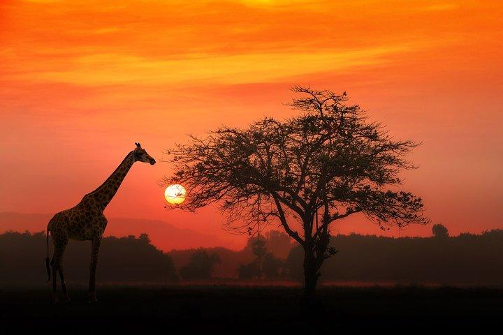 4-Day Basic Safari with Serengeti, Ngorongoro, & Tarangire