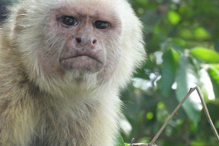 Manuel Antonio National Park Day Trip from San Jose