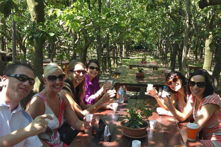 Sorrento Food Tours Limoncello Factory & Lemon Grove 12+Tastings