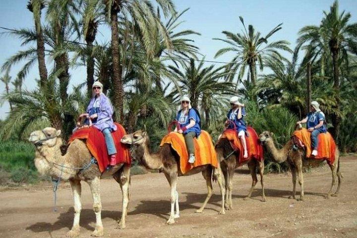 Marrakech Palmeraie: Camel Ride at Sunset
