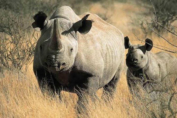2-Day Tarangire & Ngorongoro Crater Big Five Safari