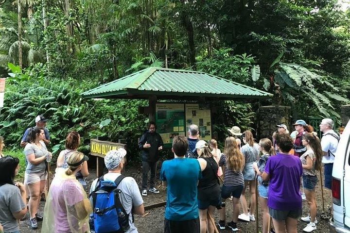 Oahu: Manoa Falls Rainforest Self-Guided Hike