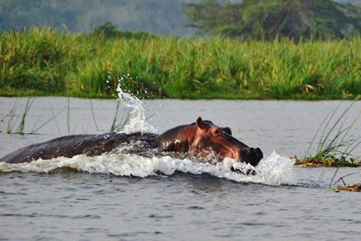 Day Trip Safari - Akagera National Park with Optional Lake Ihema Boat Safari