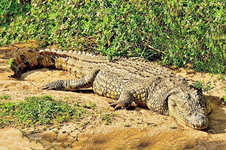 Day Trip Safari - Akagera National Park with Optional Lake Ihema Boat Safari