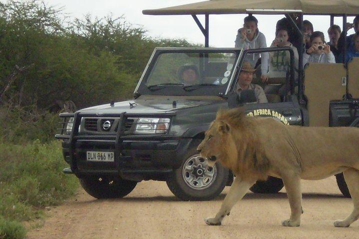 Fullday Gamedrives in Kruger National Park from Marlothpark