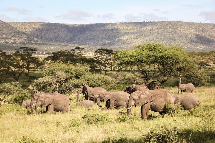 1-Day Trip Tarangire N.P Small group Tour Tanzania sharing Safari