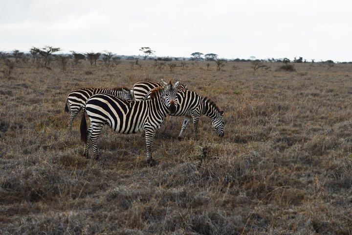 1-Day Trip Tarangire N.P Small group Tour Tanzania sharing Safari