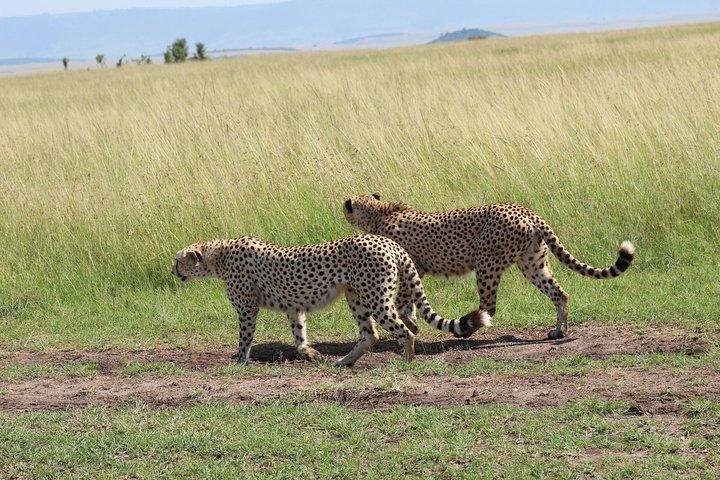 2-Day Tour in Tarangire and Ngorongoro