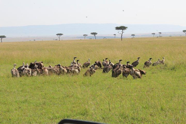 2-Day Tour in Tarangire and Ngorongoro