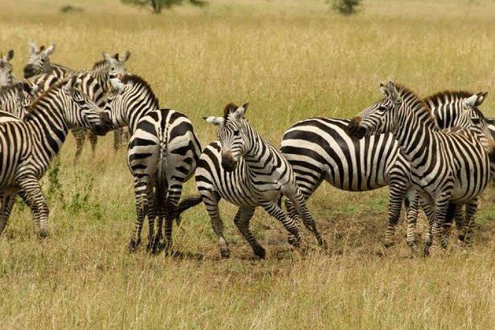 Arusha National Park Full-Day Safari