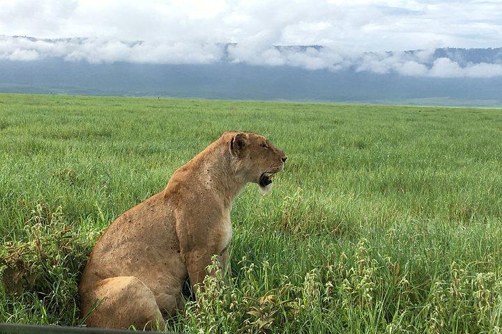 2 Days Safari-Tarangire and Ngorongoro Crater