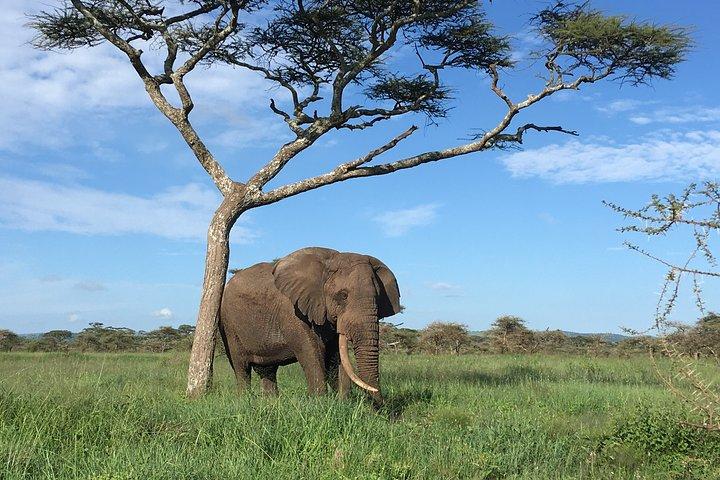 2 Days Safari-Tarangire and Ngorongoro Crater