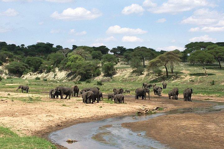6 Day Big Cats Encounter Safari