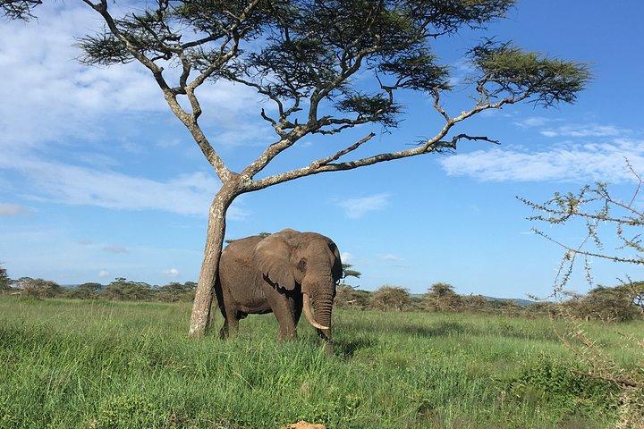 4 Days Lake Manyara, Serengeti & Ngorongoro Crater