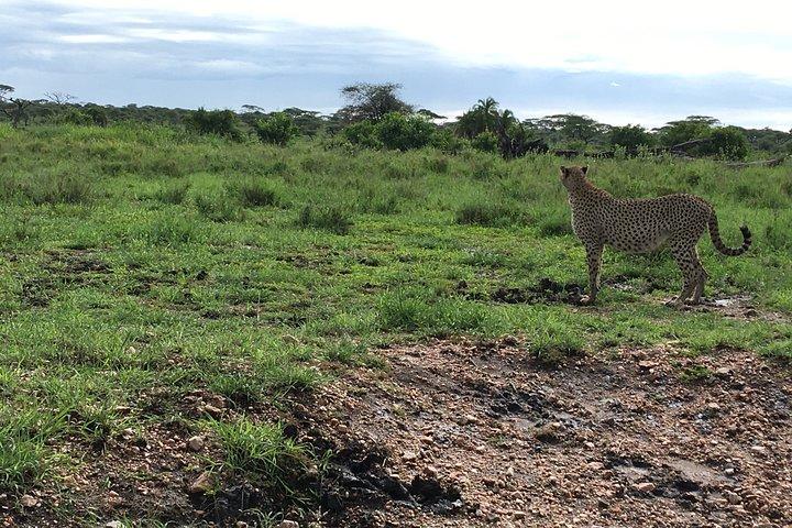 6 Day Big Cats Encounter Safari