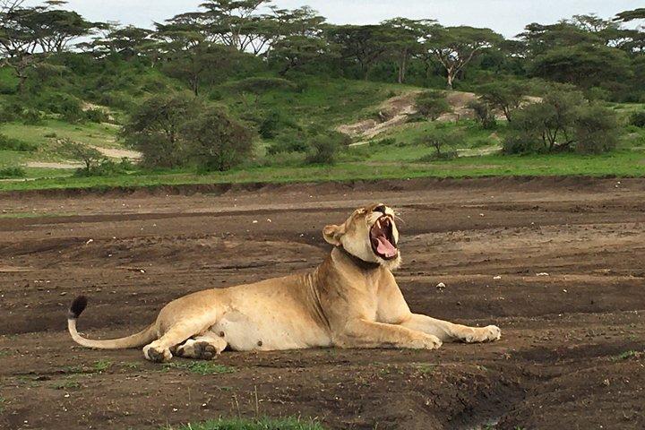 4 Days Lake Manyara, Serengeti & Ngorongoro Crater