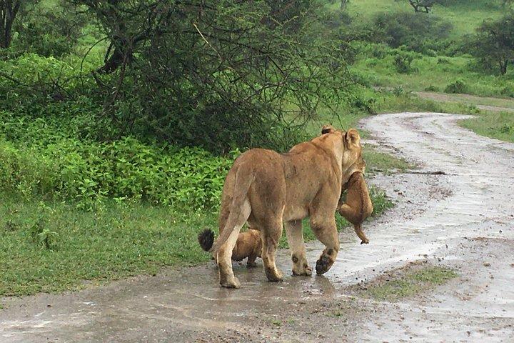 4 Days Lake Manyara, Serengeti & Ngorongoro Crater
