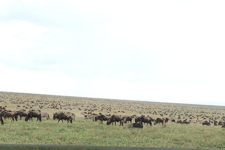 6 Day Big Cats Encounter Safari