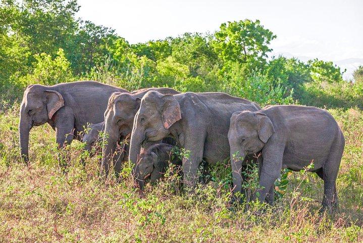 Udawalawe National Park Entrance Ticket with Private Safari