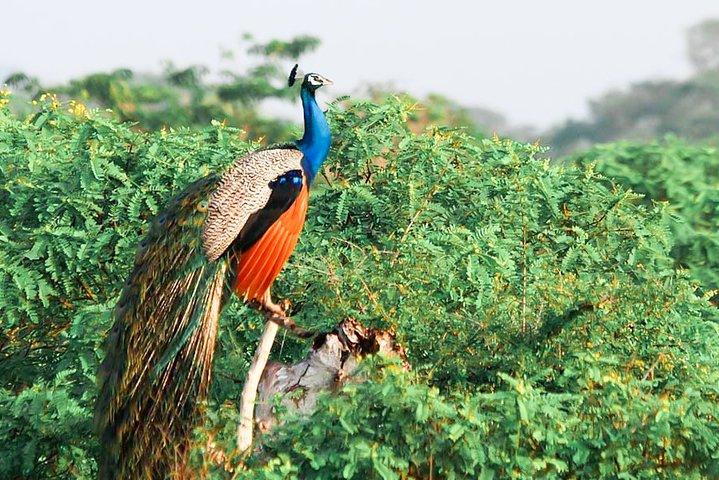 Yala National Park Safari from Tissamaharama