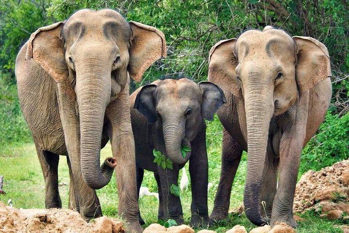 Yala National Park Safari from Tissamaharama