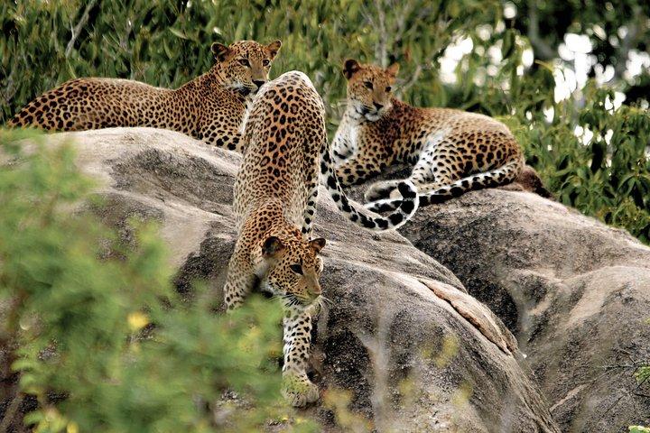 Yala National Park Safari from Tissamaharama