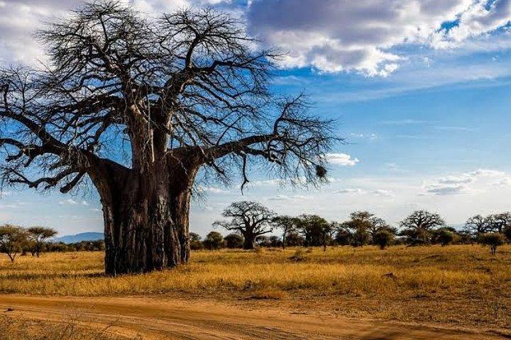 Arusha: Tarangire National Park 1-Day Group Joining Safari