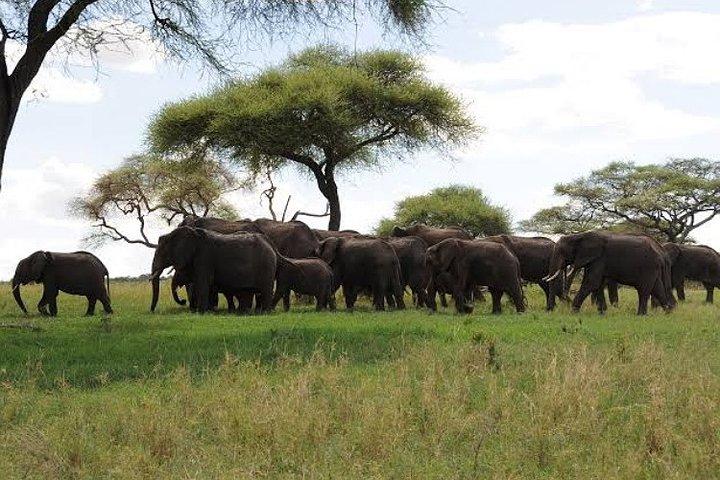 Arusha: Tarangire National Park 1-Day Group Joining Safari