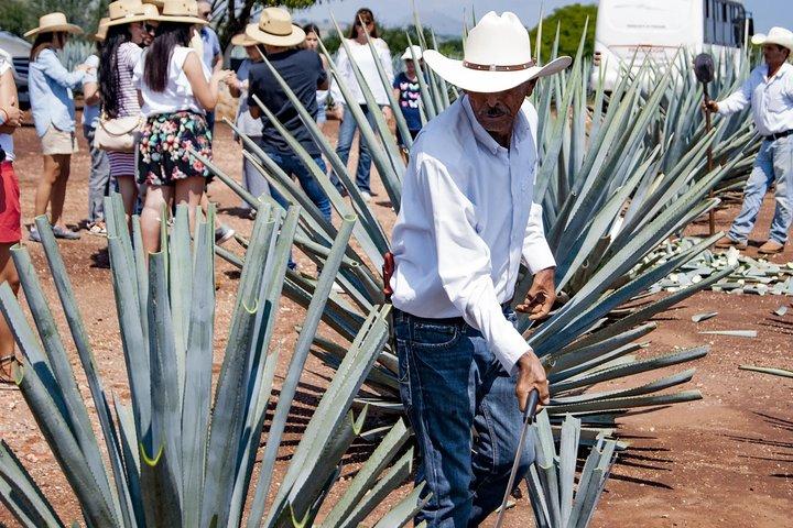 Magic Town Tequila and Agave Fields