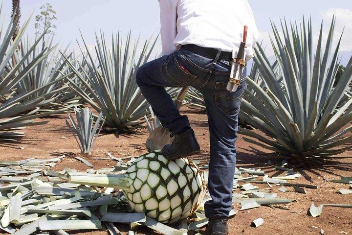 Magic Town Tequila and Agave Fields