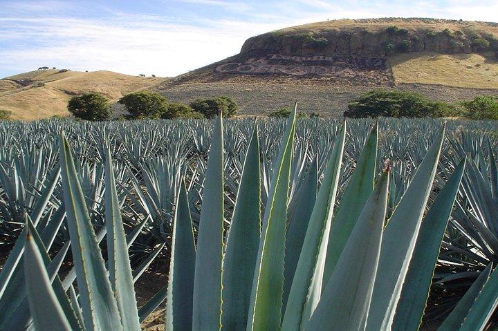 Magic Town Tequila and Agave Fields