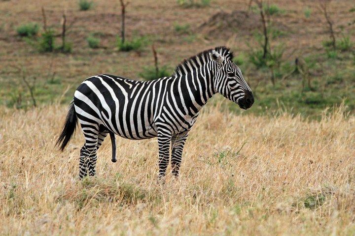 5-Day Lodge Safari Tanzania Tour
