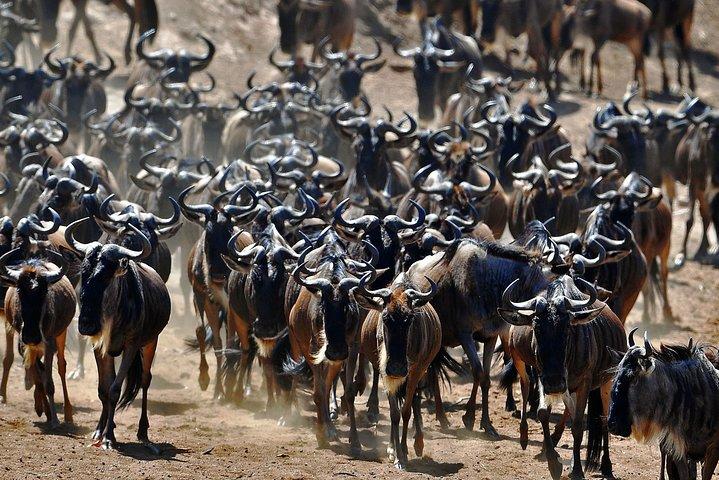 7-Day Private Migration Safari in Tanzania