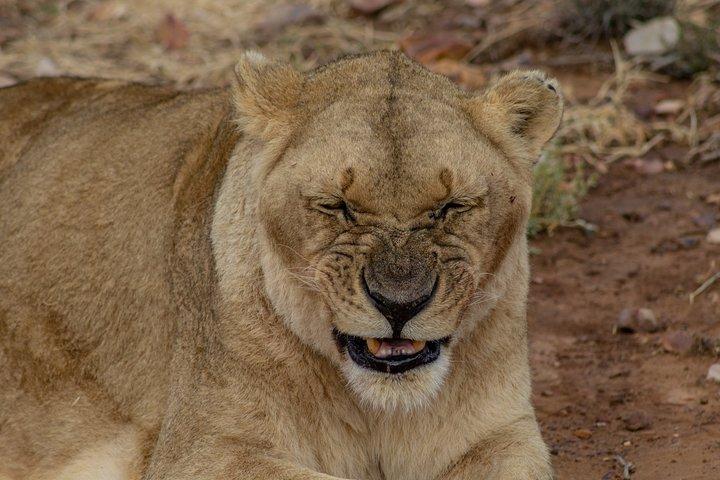 2 Days Tanzania Safari Special Offer: Sharing Group to Arusha N.P