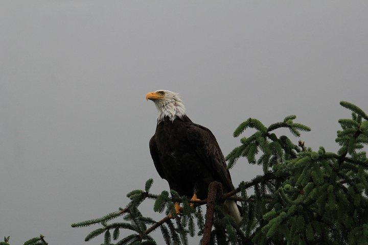 3 Hour Rainforest Walk & Totem Park Wild Wolf Tours