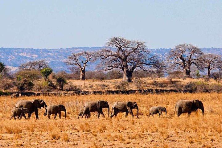 9-Day Private Guided Safari in Southern Tanzania with Meals