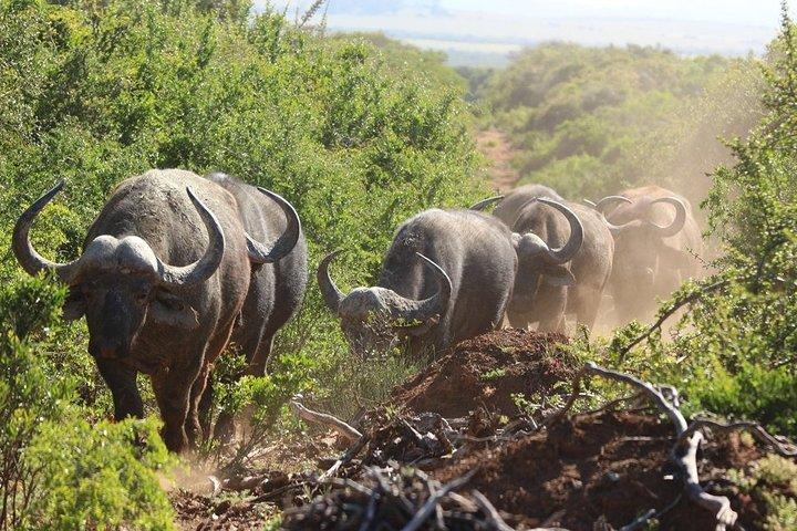 Shore Excursion Cruise Ships Port Elizabeth, Addo Elephant Park