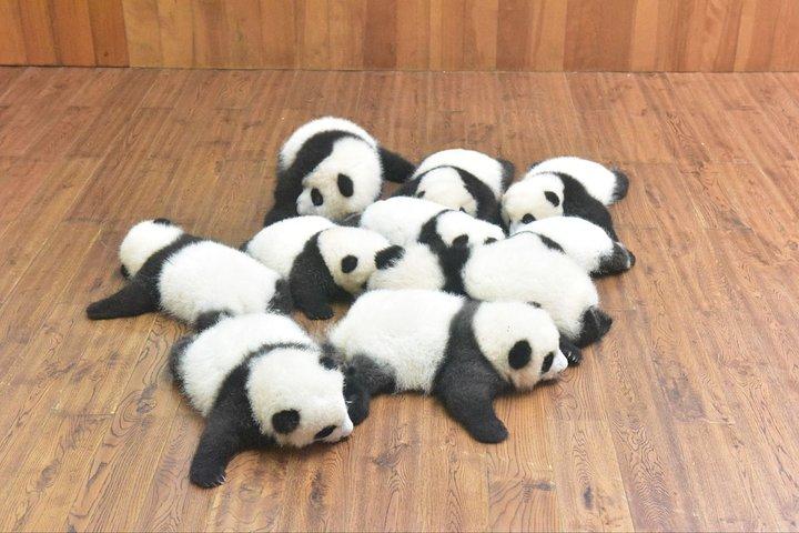Private Tour: Chengdu Panda Breeding and Research Center Tour