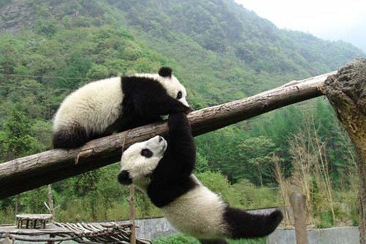 Private Tour: Chengdu Panda Breeding and Research Center Tour