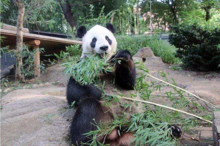 Private Tour: Chengdu Panda Breeding and Research Center Tour