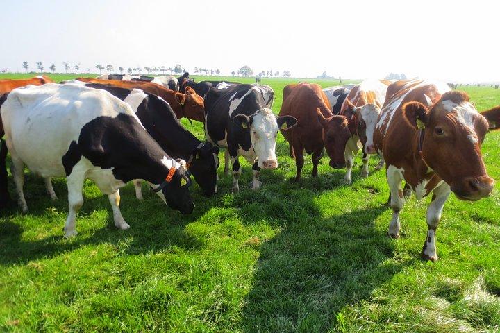 Countryside of Amsterdam Private tour