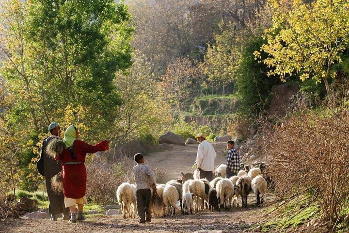 High Atlas Mountains and 4 Valleys Guided Day Trip from Marrakech