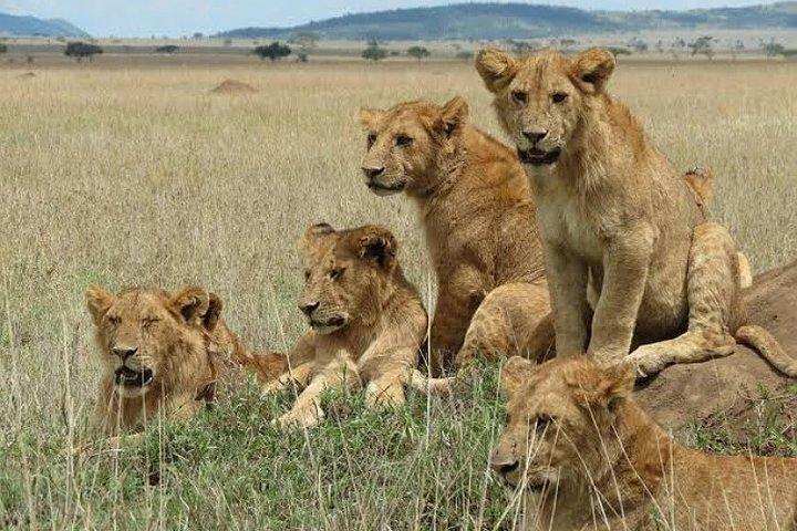 Arusha: 5 Day - Tarangire, Serengeti, Ngorongoro Big five Safari