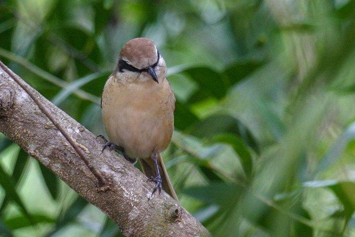 Birdwatching Forest Trek in Kitulgala from Colombo